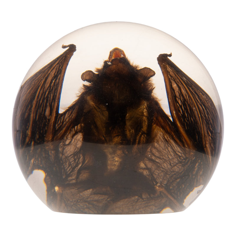 Real Bat in Acrylic Globe