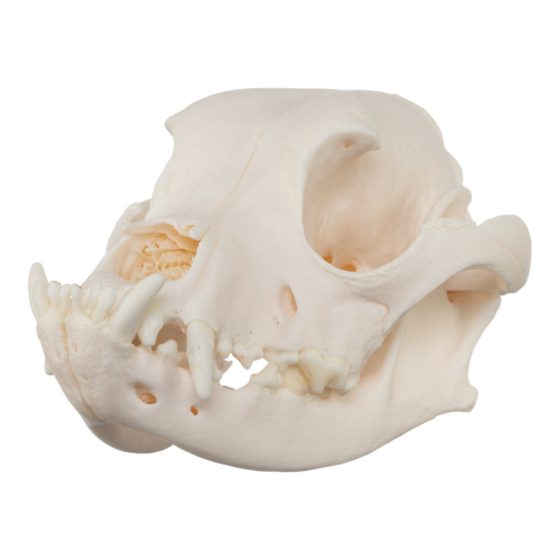 Real Domestic Dog Skull - Boxer