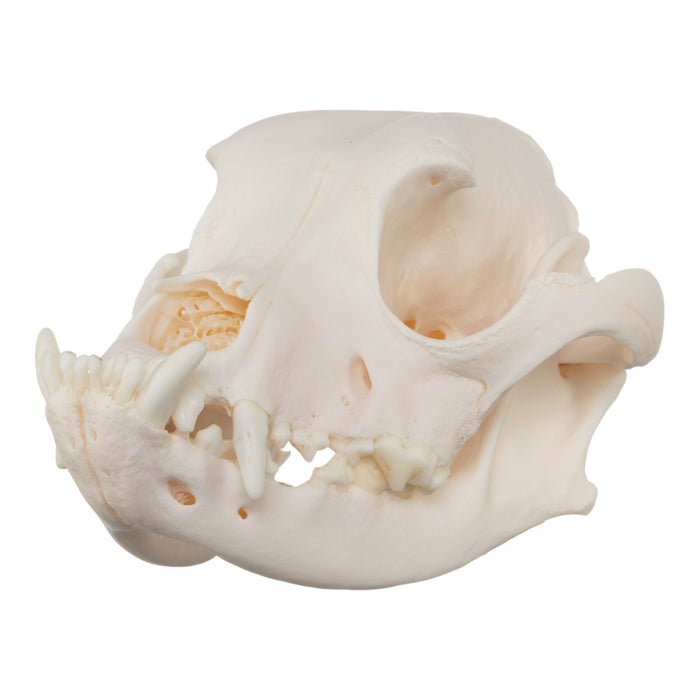 Real Domestic Dog Skull - Boxer