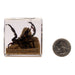 Real Black Scorpion and Ants in Acrylic Cube