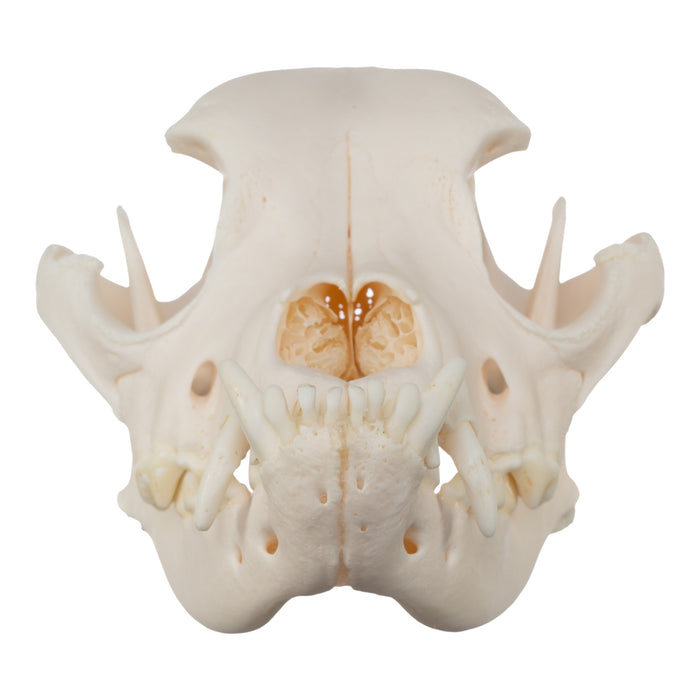 Real Domestic Dog Skull - Boxer