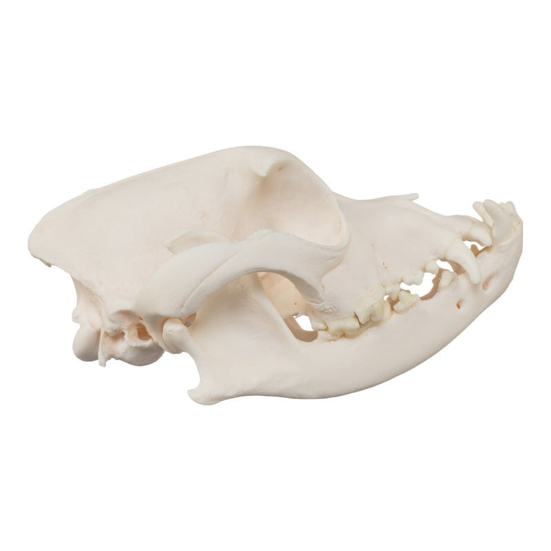 Real Domestic Dog Skull - Boxer