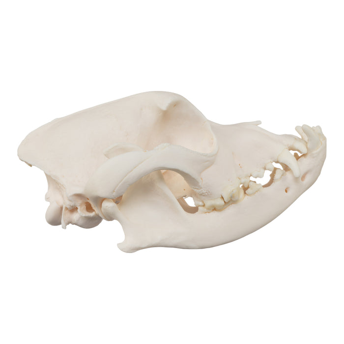 Real Domestic Dog Skull - Boxer