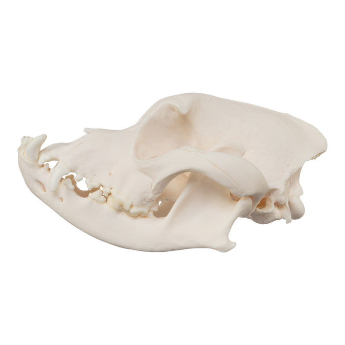 Real Domestic Dog Skull - Boxer