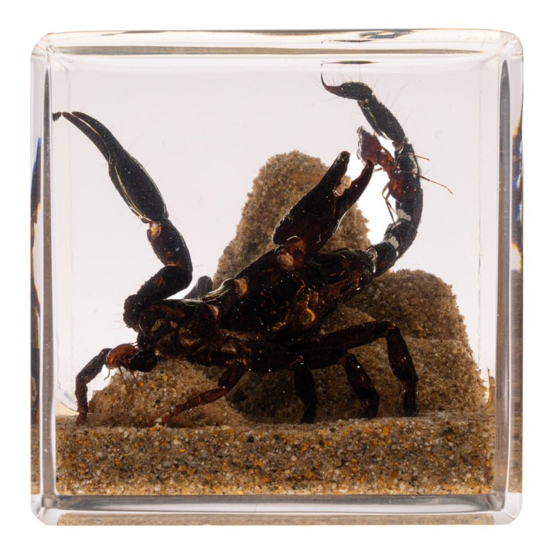 Real Black Scorpion and Ants in Acrylic Cube