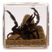 Real Black Scorpion and Ants in Acrylic Cube