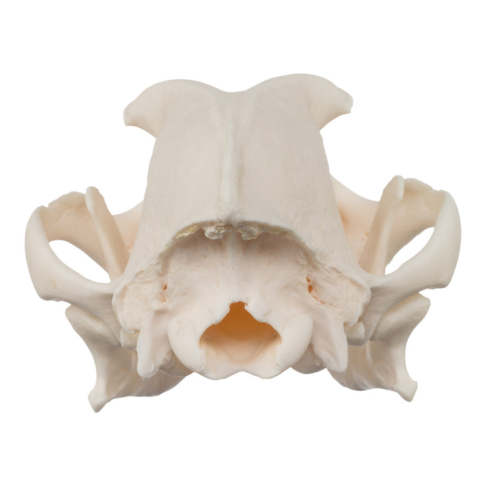 Real Domestic Dog Skull - Boxer