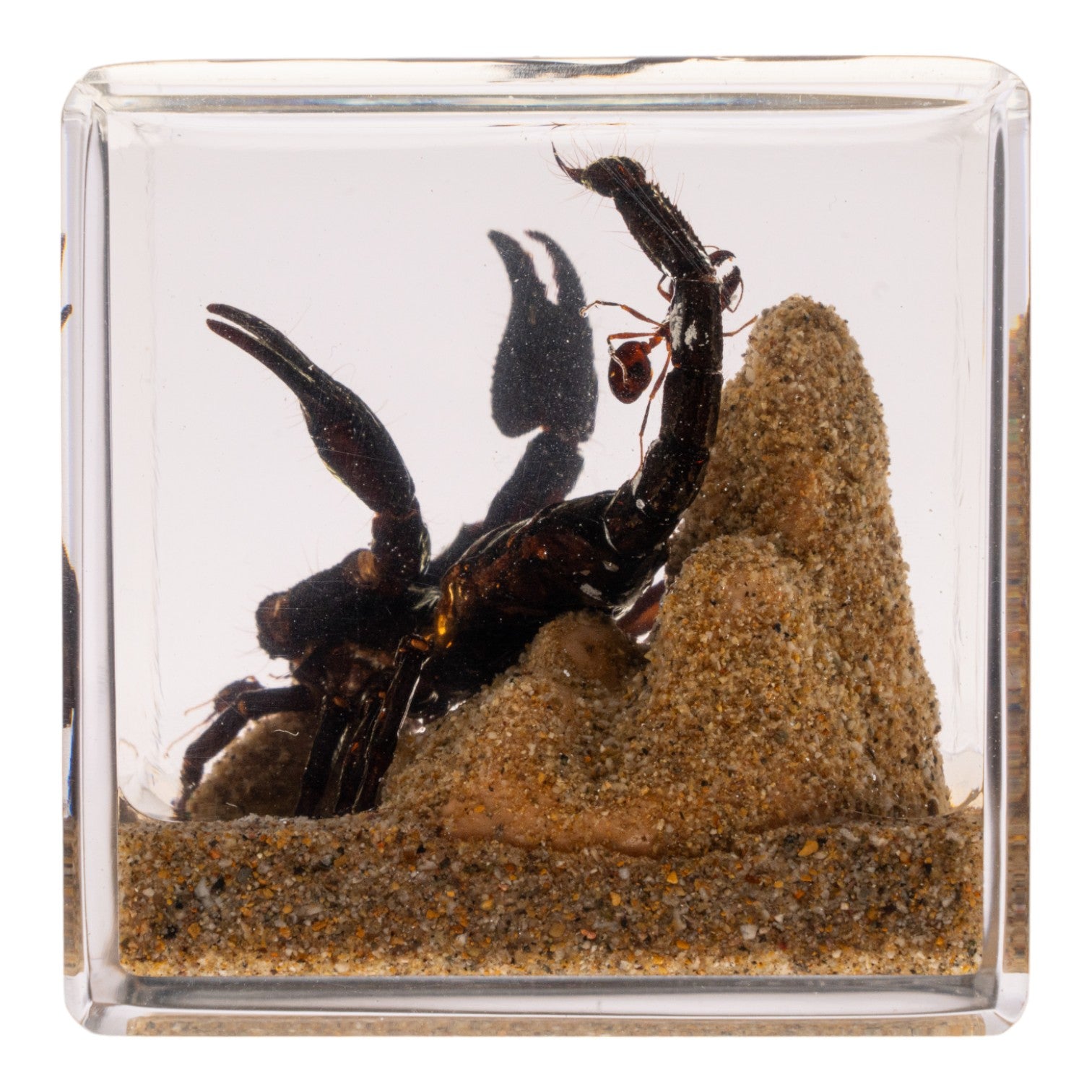 Real Black Scorpion in Acrylic Cube For Sale — Skulls Unlimited