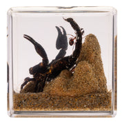 Real Black Scorpion and Ants in Acrylic Cube