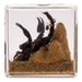 Real Black Scorpion and Ants in Acrylic Cube