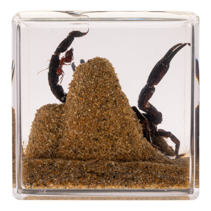 Real Black Scorpion and Ants in Acrylic Cube