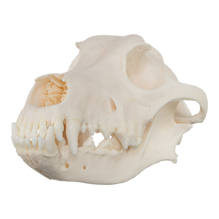 Real Domestic Dog Skull - Husky (Underbite)