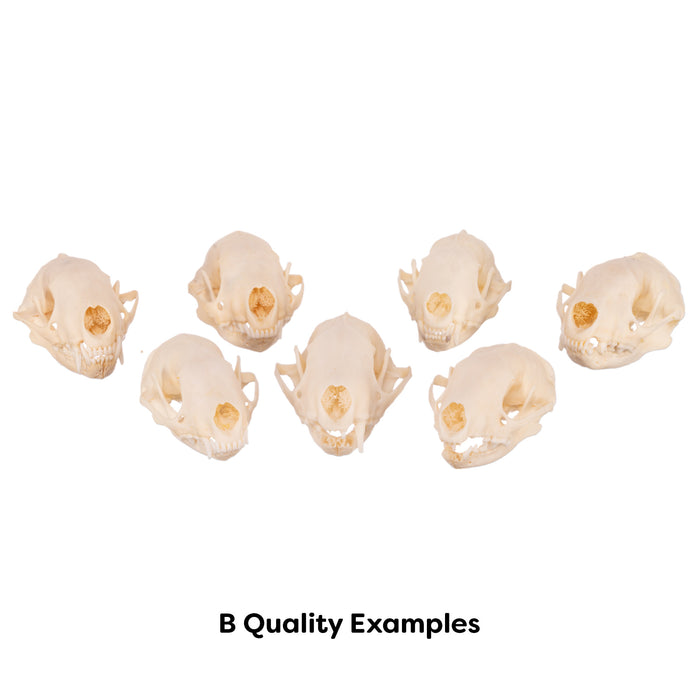 Real Raccoon Skull