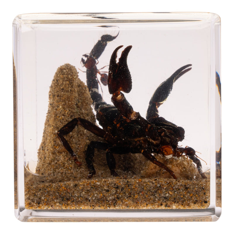 Real Black Scorpion and Ants in Acrylic Cube