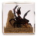 Real Black Scorpion and Ants in Acrylic Cube
