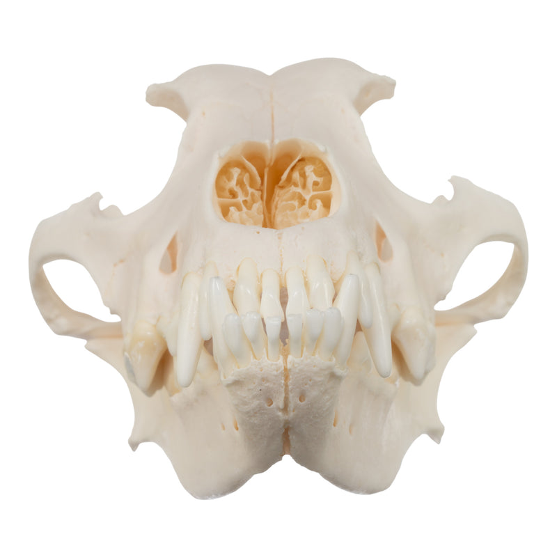 Real Domestic Dog Skull - Husky (Underbite)