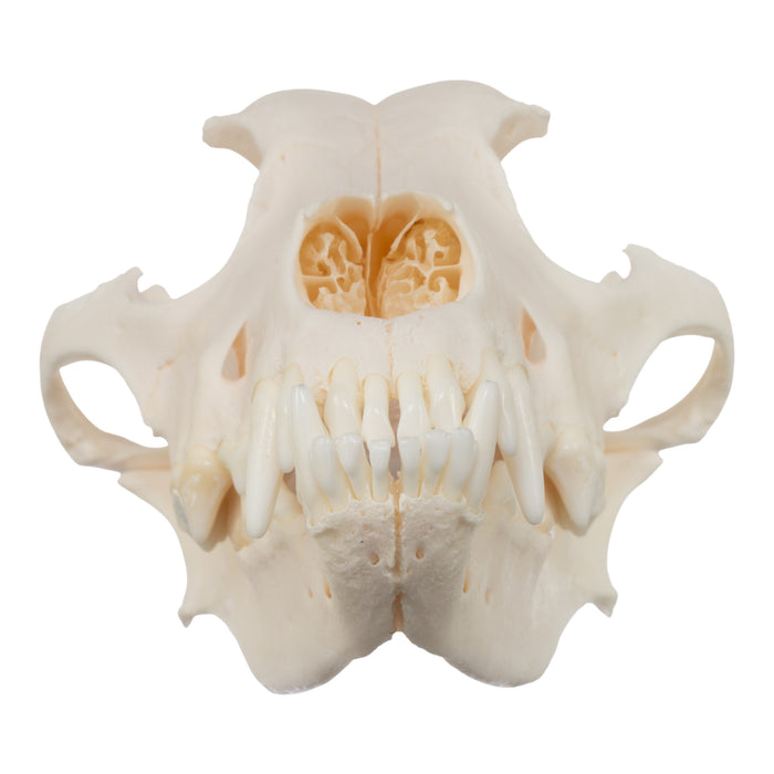Real Domestic Dog Skull - Husky (Underbite)