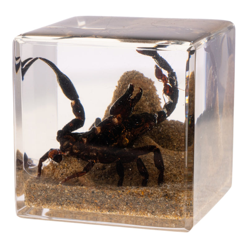 Real Black Scorpion and Ants in Acrylic Cube
