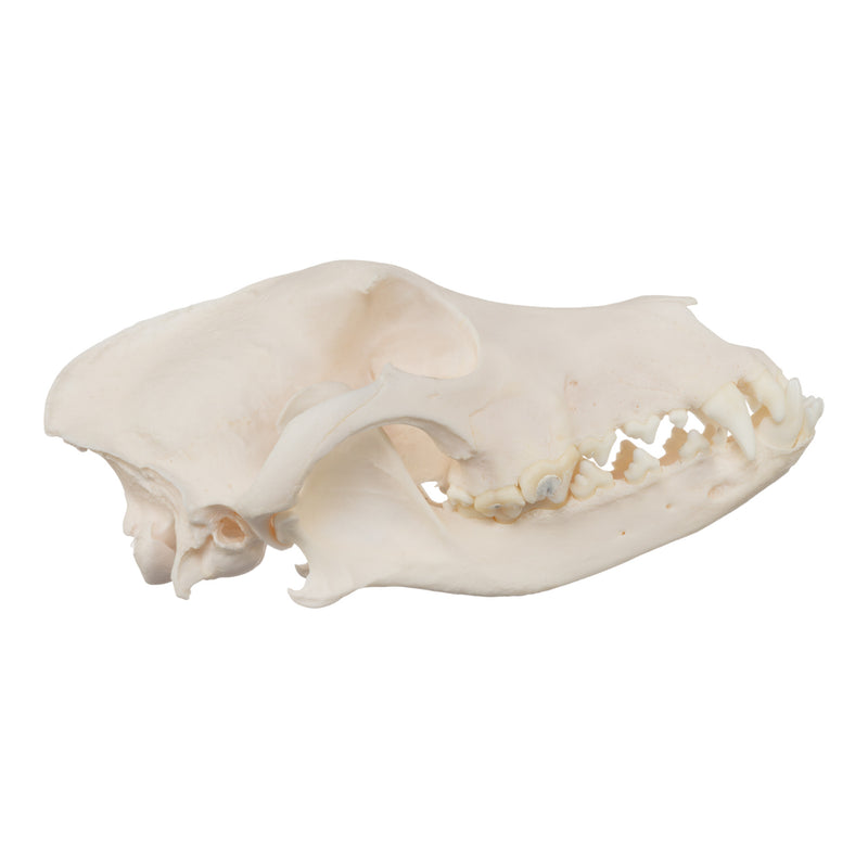 Real Domestic Dog Skull - Husky (Underbite)