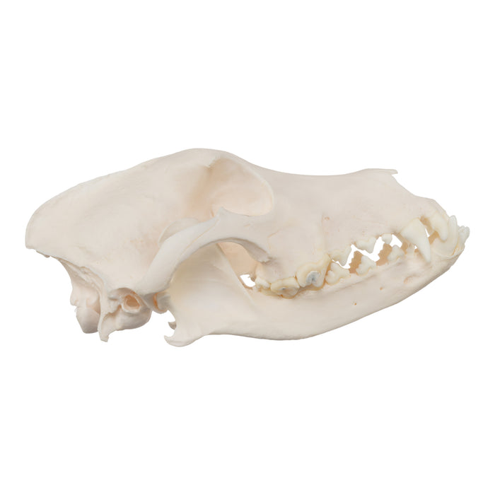Real Domestic Dog Skull - Husky (Underbite)