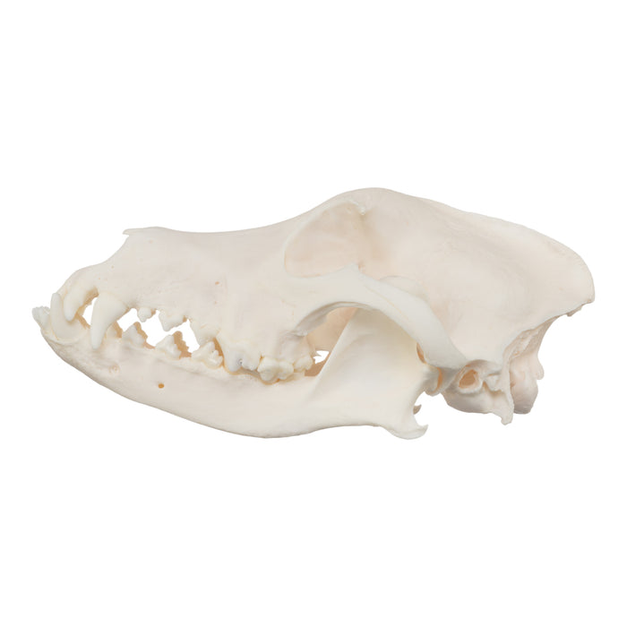 Real Domestic Dog Skull - Husky (Underbite)