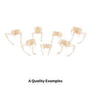 Real Western Diamondback Rattlesnake Skull