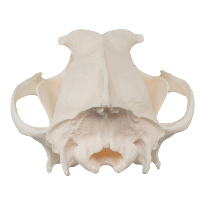 Real Domestic Dog Skull - Husky (Underbite)