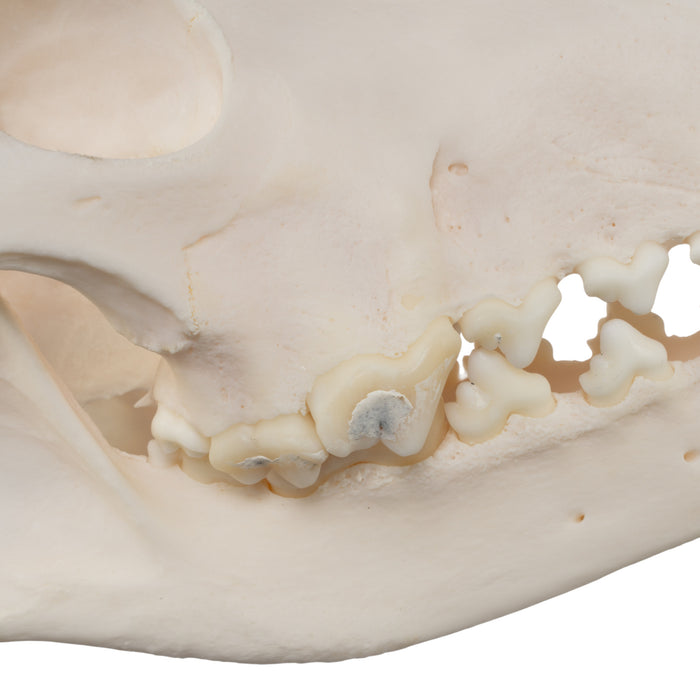 Real Domestic Dog Skull - Husky (Underbite)