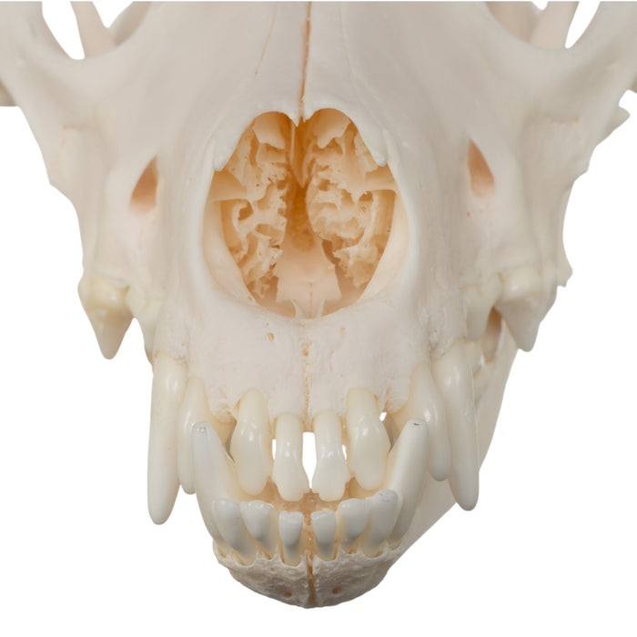 Real Domestic Dog Skull - Husky (Underbite)