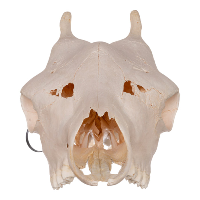Real Southern Giraffe Skull - Female without Jaw