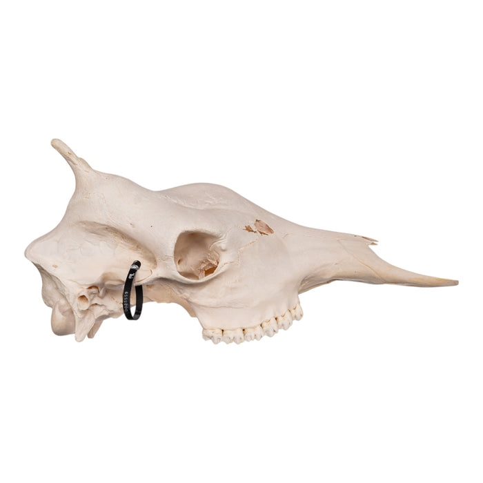 Real Southern Giraffe Skull - Female without Jaw