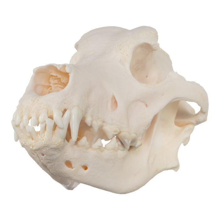 Real Domestic Dog Skull - Great Pyrenees