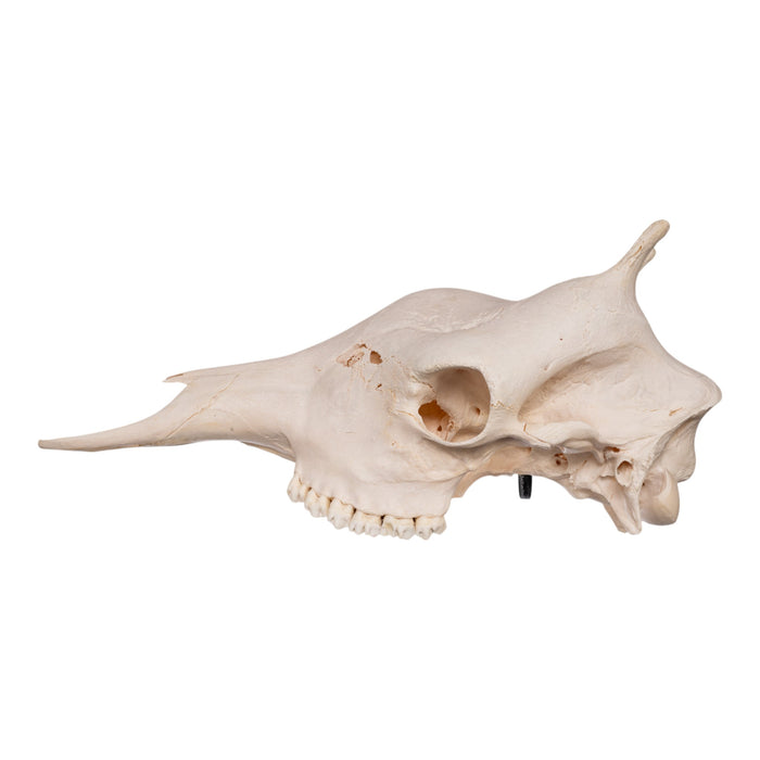Real Southern Giraffe Skull - Female without Jaw