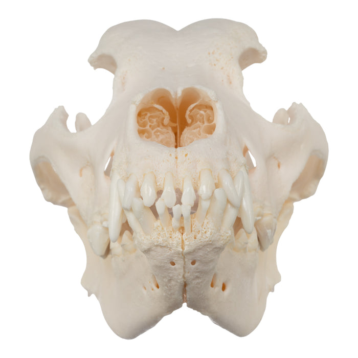 Real Domestic Dog Skull - Great Pyrenees