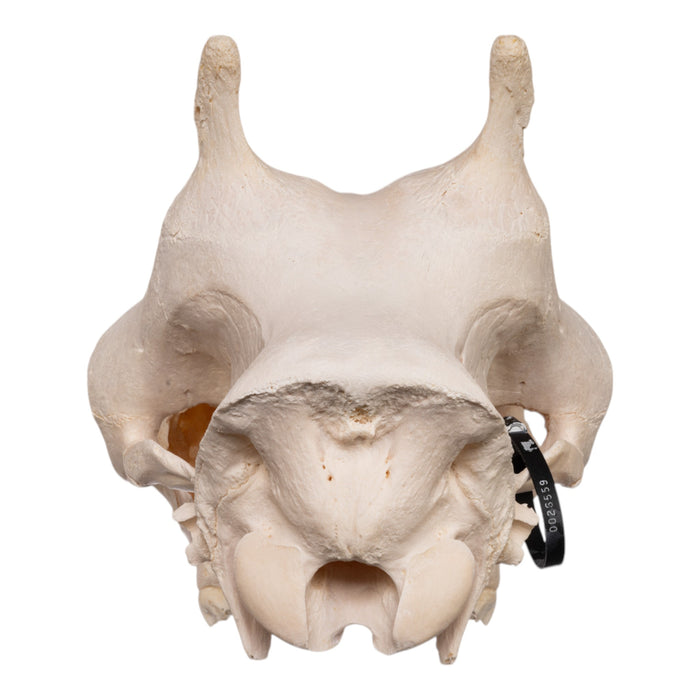 Real Southern Giraffe Skull - Female without Jaw
