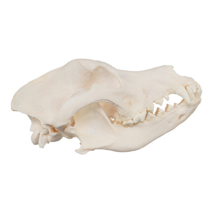 Real Domestic Dog Skull - Great Pyrenees