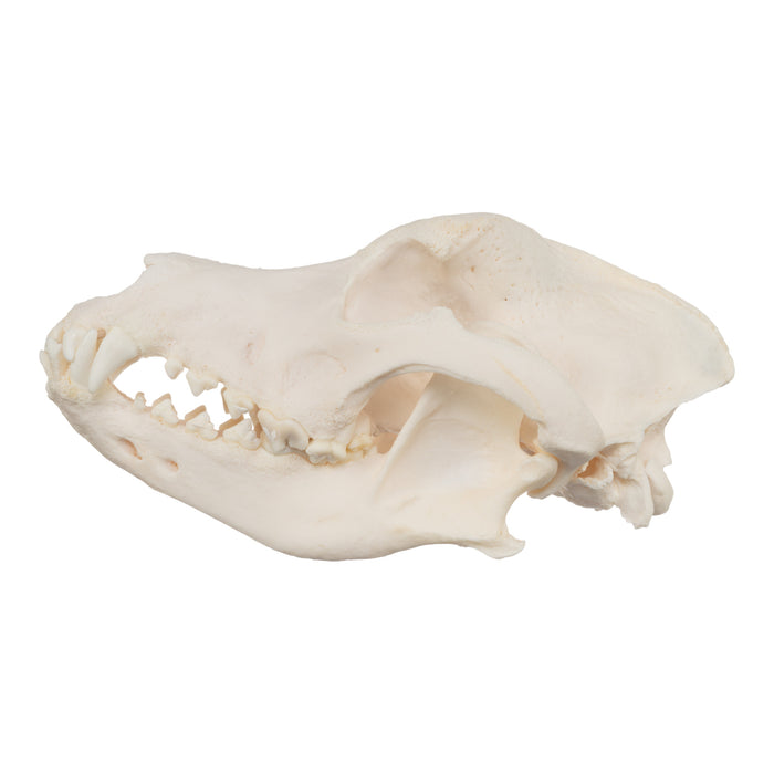 Real Domestic Dog Skull - Great Pyrenees