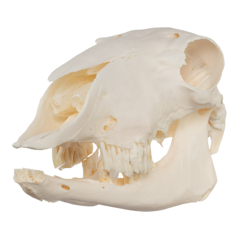 Real Sheep Skull - Pathology