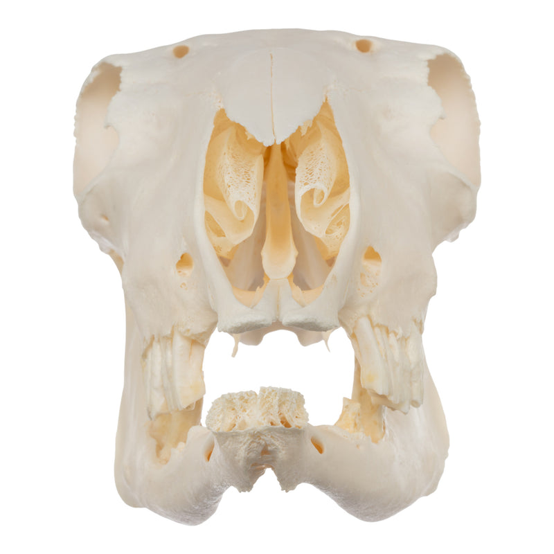 Real Sheep Skull - Pathology