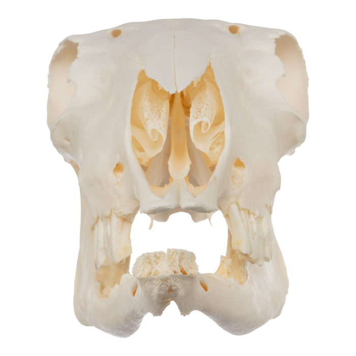 Real Sheep Skull - Pathology