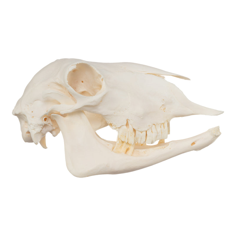 Real Sheep Skull - Pathology