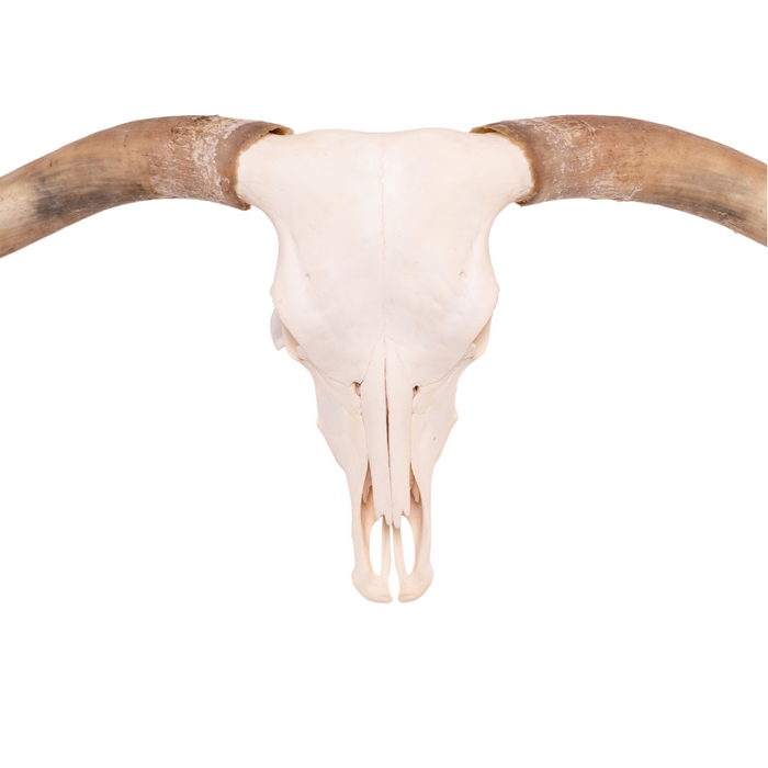 Real Longhorn Skull For Sale — Skulls Unlimited International, Inc.