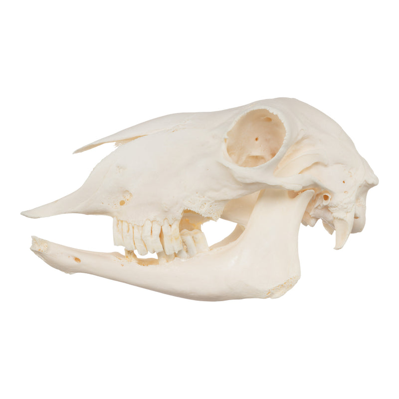 Real Sheep Skull - Pathology