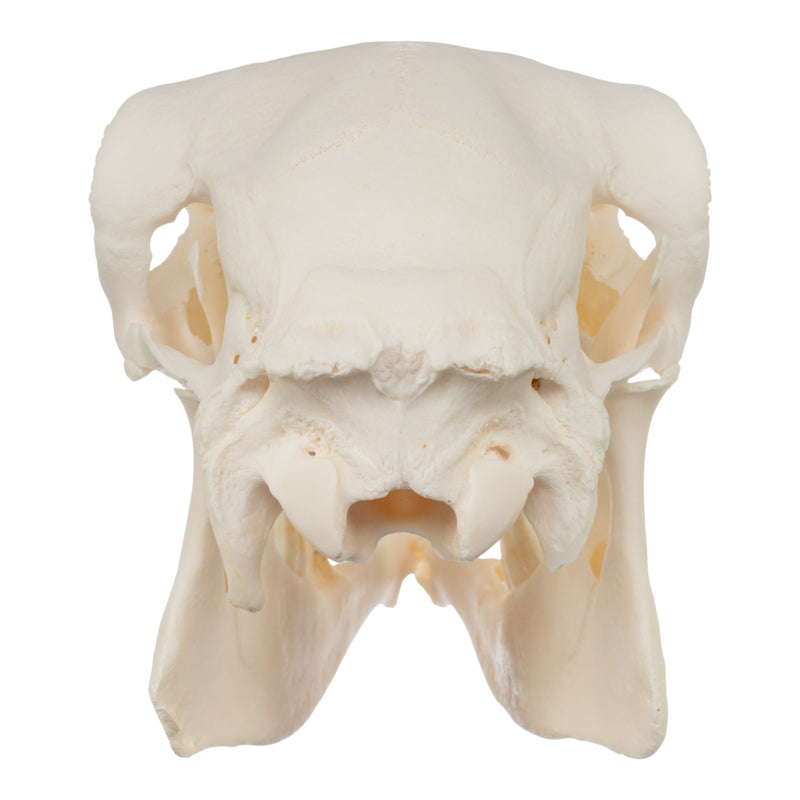Real Sheep Skull - Pathology