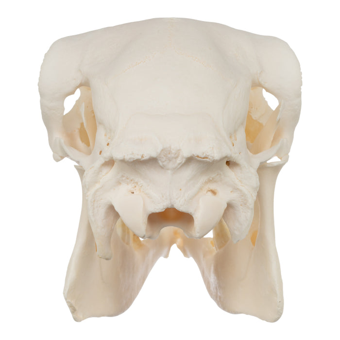 Real Sheep Skull - Pathology