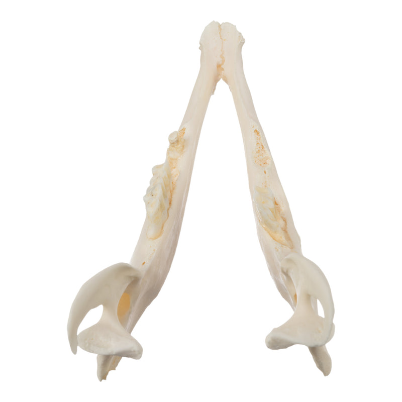Real Sheep Skull - Pathology