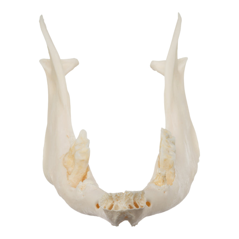 Real Sheep Skull - Pathology