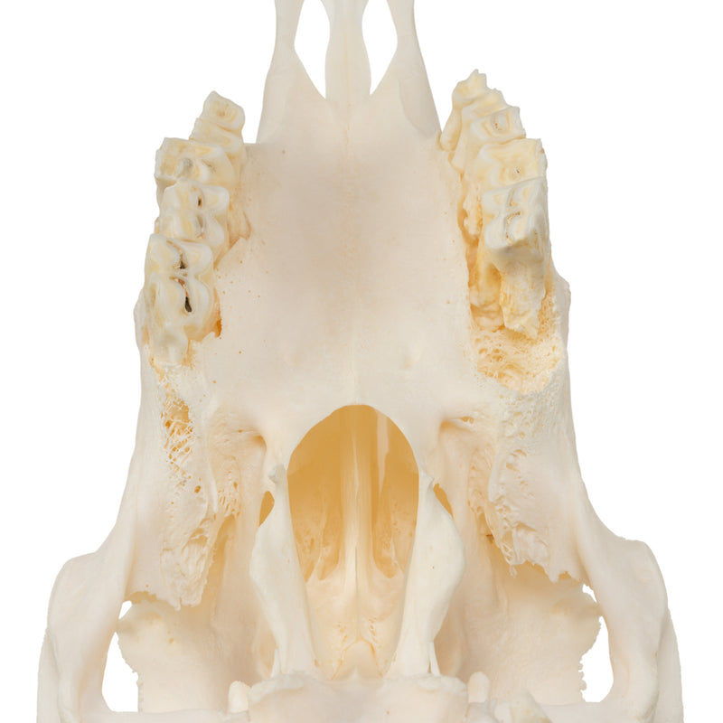 Real Sheep Skull - Pathology