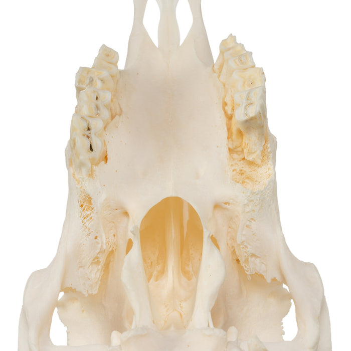 Real Sheep Skull - Pathology
