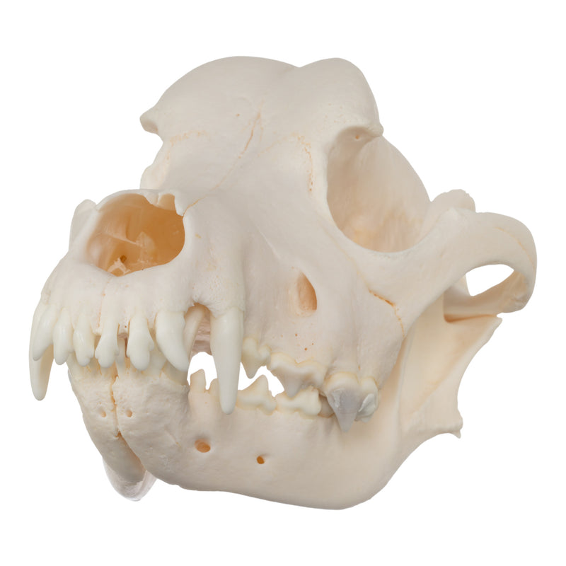 Real Domestic Dog Skull - Rottweiler (Overbite)